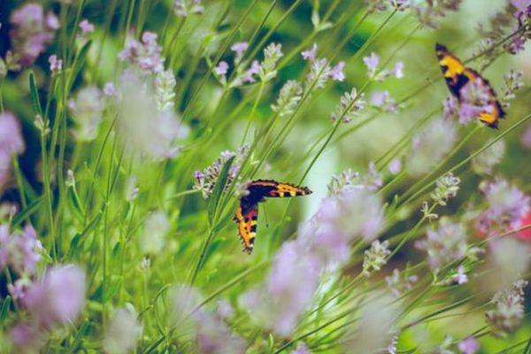 カバレフスキー 組曲『道化師』